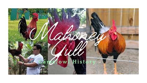 Gamefowl History: The legacy of the Mahoney Gulls – Holy feed.